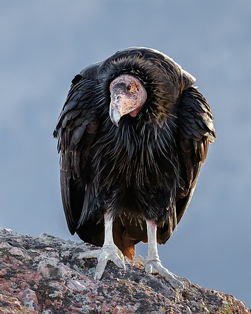 California Condor