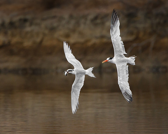 Elegant Tern chasing Forster's Tern