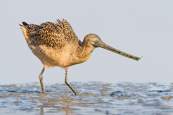 Marbled Godwit with mud-covered bill