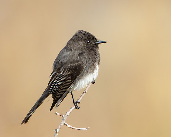 Black Phoebe