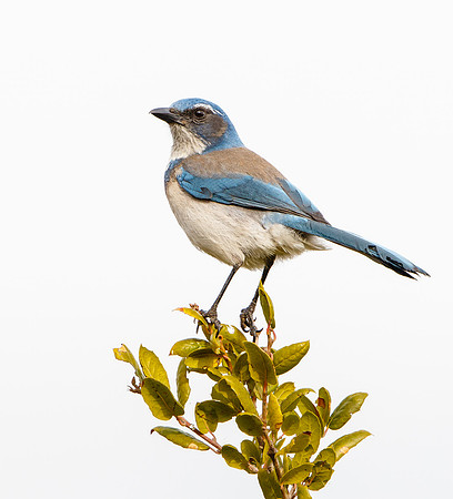 California Scrub-Jay
