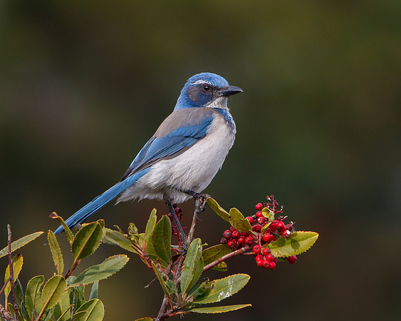 California Scrub-Jay
