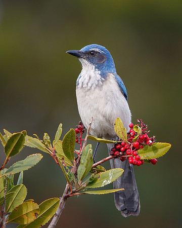 California Scrub-Jay