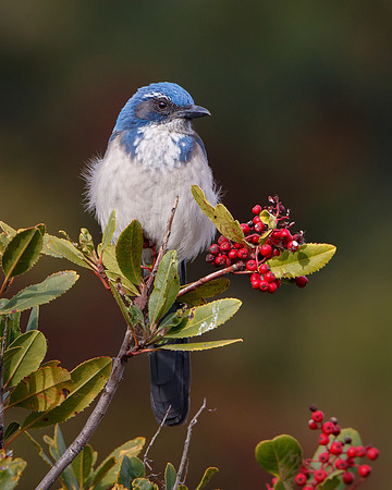 California Scrub-Jay