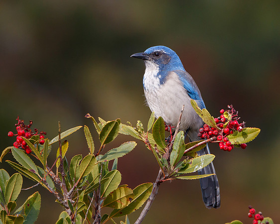 California Scrub-Jay