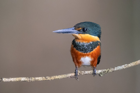 American Pygmy Kingfisher