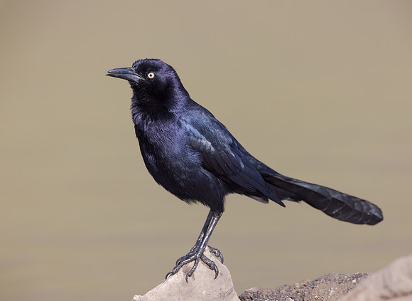 Great-tailed Grackle