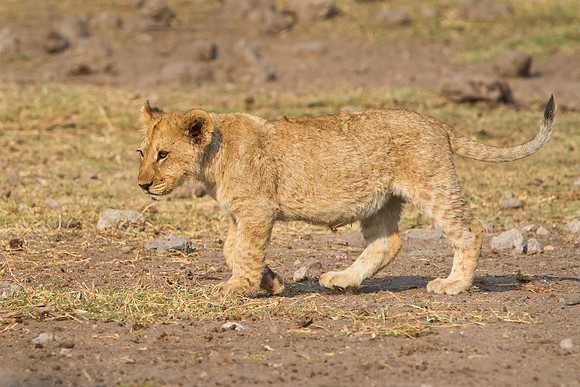 Lion cub