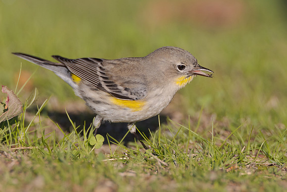 Yellow-rumped Warbler, feeding