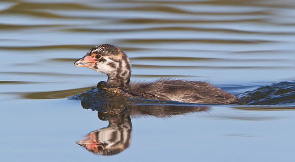 Pied-billed Grebe, juvenile