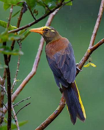 Russet-backed Oropendola