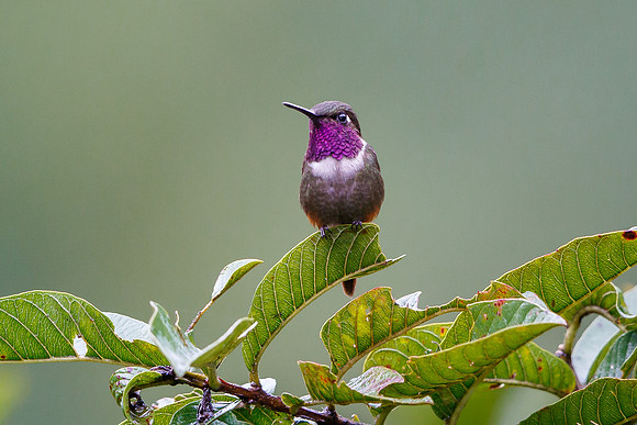 Purple-throated Woodstar