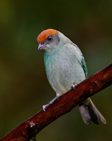 Scrub Tanager