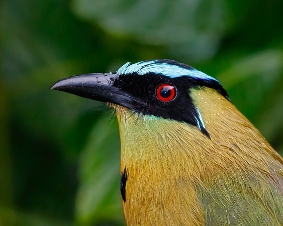 Andean Motmot