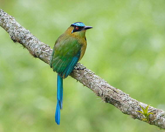 Andean Motmot