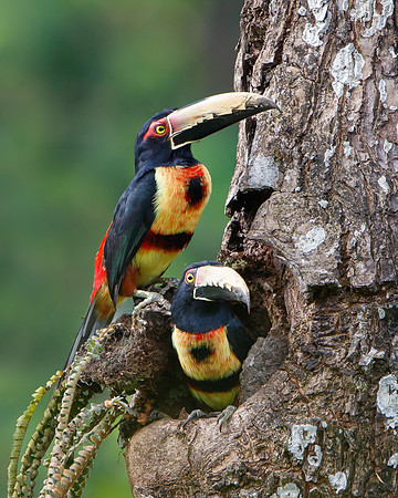 Collared Aracaris, at nest