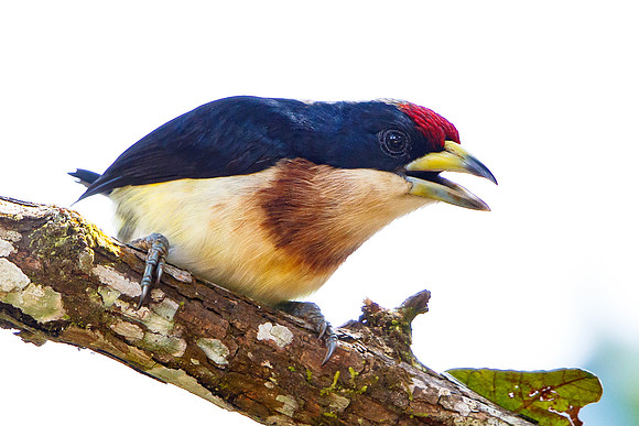 White-mantled Barbet