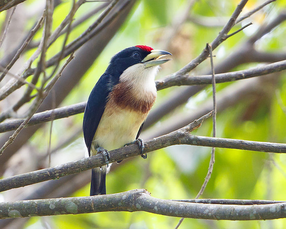 White-mantled Barbet