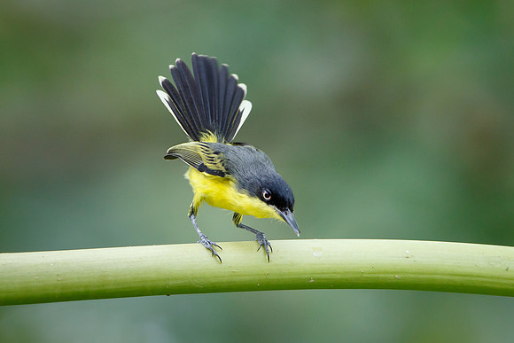 Common Tody-Flycatcher