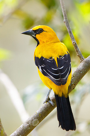 Yellow-backed Oriole
