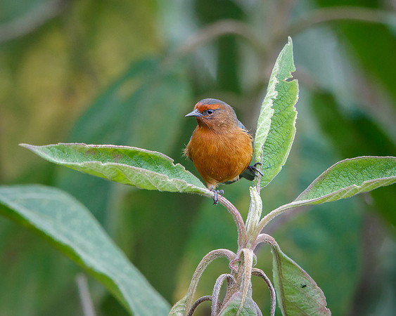 Rufous-browed Conebill