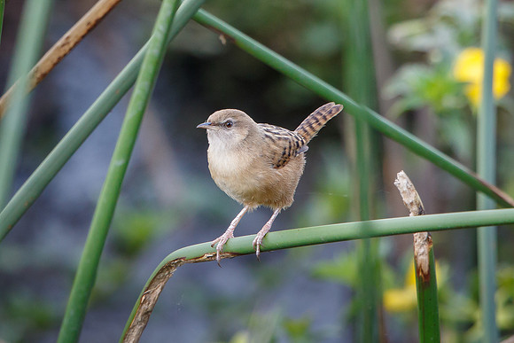 Apolinar's Wren