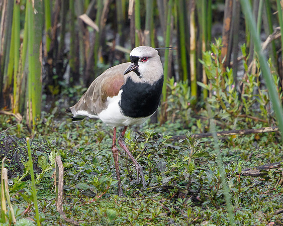 Southern Lapwing