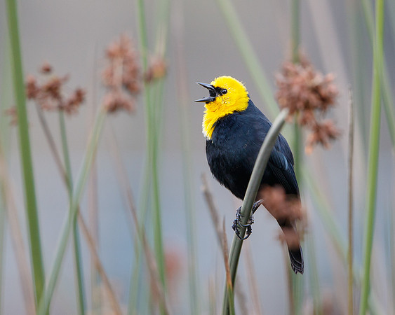 Yellow-hooded Blackbird
