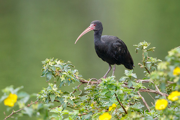 Bare-faced Ibis