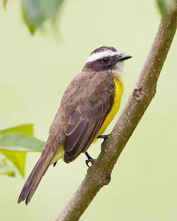Rusty-margined Flycatcher