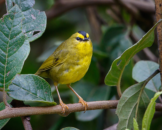 Black-crested Warbler
