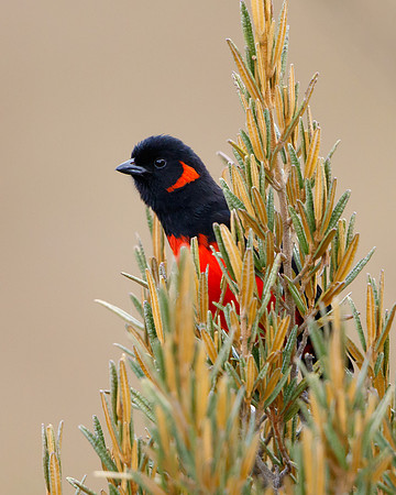Scarlet-bellied Mountain-Tanager
