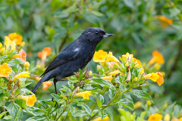 Glossy Flowerpiercer