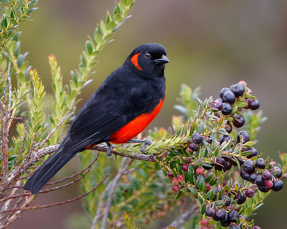 Scarlet-bellied Mountain-Tanager