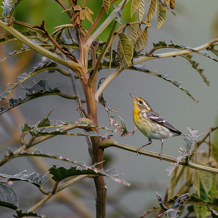 Blackburnian Warbler