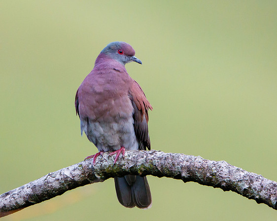 Pale-vented Pigeon