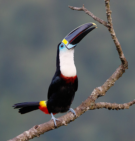Channel-billed Toucan