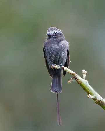 Long-tailed Tyrant