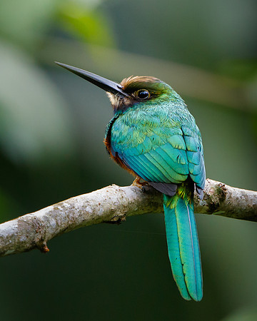White-chinned Jacamar