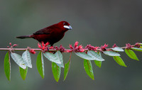 Silver-beaked Tanager