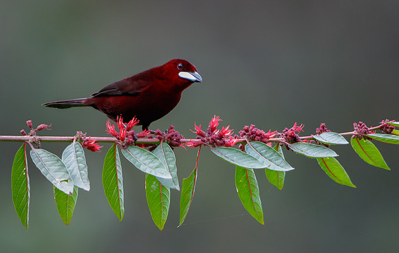 Silver-beaked Tanager