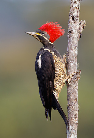 Lineated Woodpecker