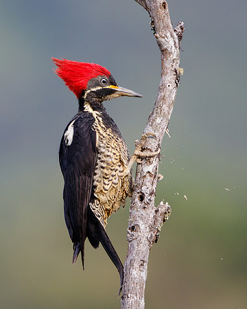 Lineated Woodpecker
