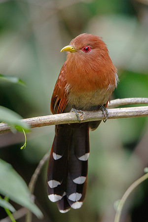 Little Cuckoo