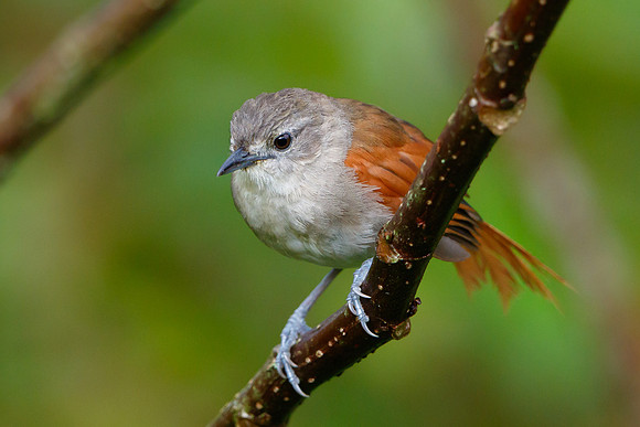 Plain-crowned Spinetail