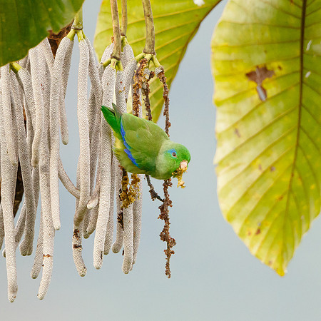Spectacled Parrotlet