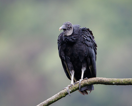 Black Vulture