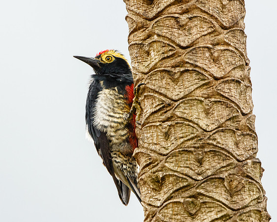 Yellow-tufted Woodpecker