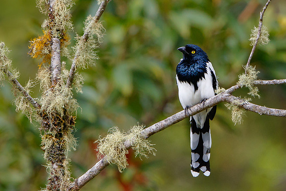 Magpie Tanager