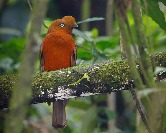 Andean Cock-of-the-rock, female